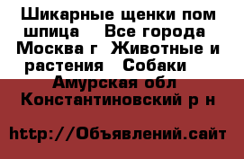 Шикарные щенки пом шпица  - Все города, Москва г. Животные и растения » Собаки   . Амурская обл.,Константиновский р-н